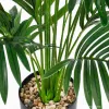 Succulent plant mini bonsai, succulent potted plants, indoor green plants, decorative ornamental potted plants, gardening supplies Specification image